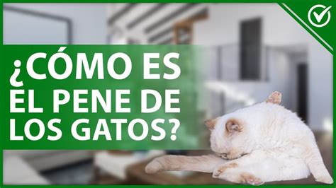 penes de gato|Anatomía y Características del Pene de Gato: Guía Completa de。